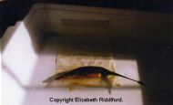 Seabird Monitoring Scheme - food samples.